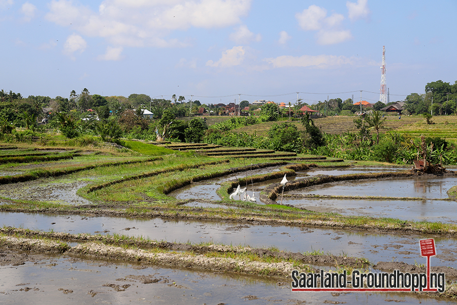 Reisfelder in der Nähe von Canggu | Bali | Indonesien