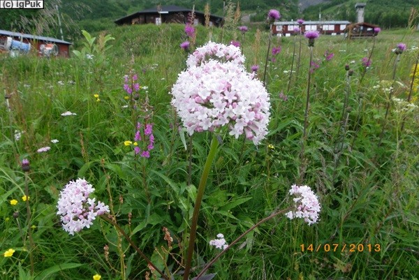 Kittelfjäll