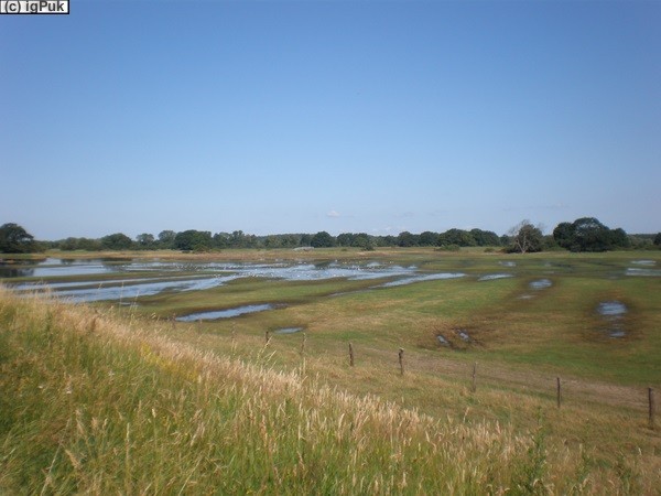 Überschwemmungsreste Elbe bei Dömitz