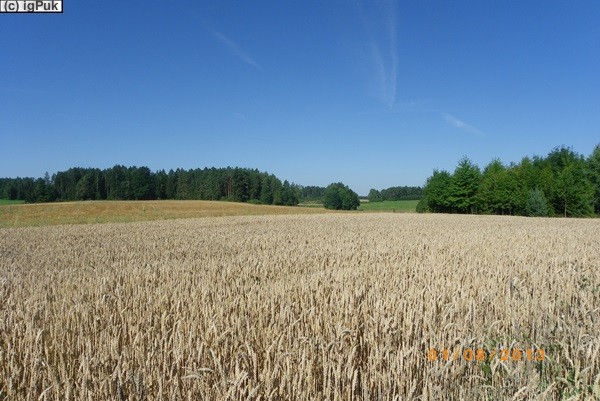 Getreidefeld am Radweg