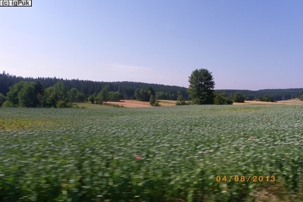 Mohnfeld bei Ottenschlag