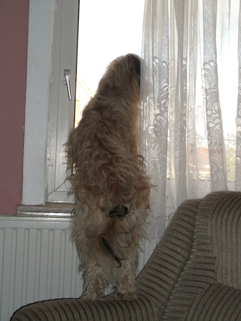 Kira schaut am Liebsten aus dem Fenster