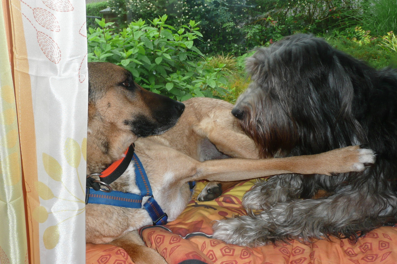 Barts absoluter Lieblingsplatz, das Blumenfenster: hier mit Freundin Athena 