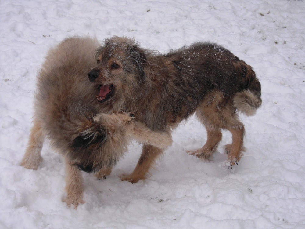 Tara & Leon im Schnee