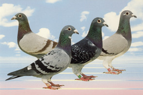 Brieftauben-Zubehör - Taubenringe, Clipringe, Tipes-Ringe und Namens ...