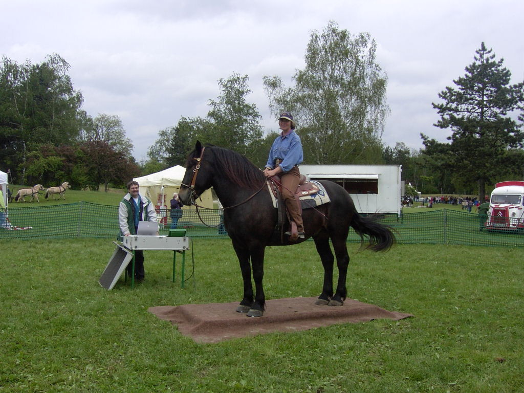 "Pferd International" in München