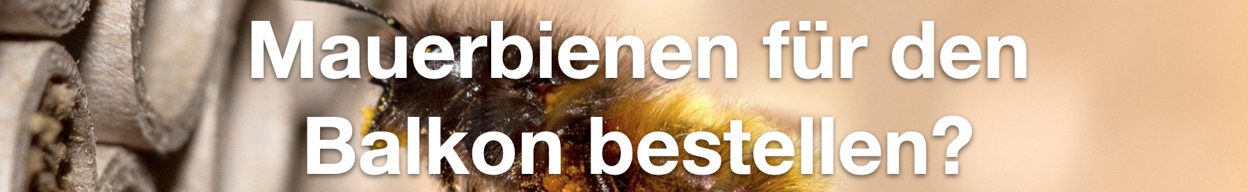 Mauerbienen für den Balkon/Garten bestellen?
