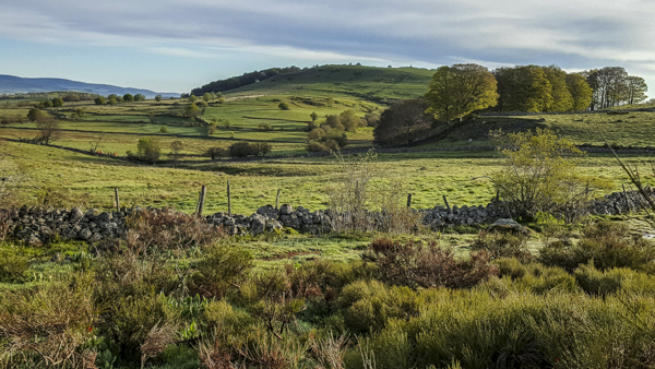 L'Aubrac