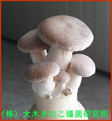 きのこ 楽天市場】amabro MUSHROOM STONE -Petrified Wood- オブジェ