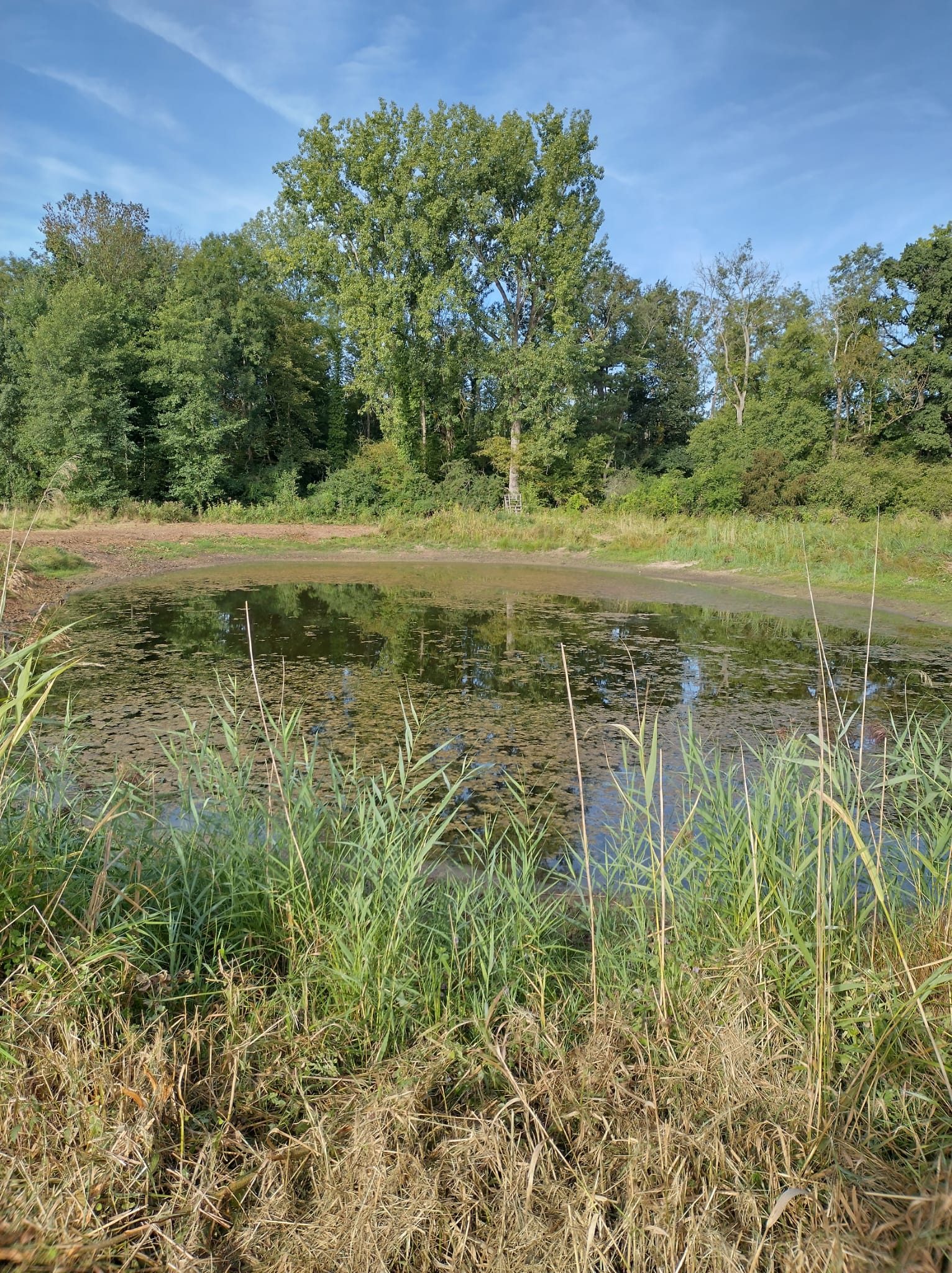 Stillgewässer vor Rückschnitt 