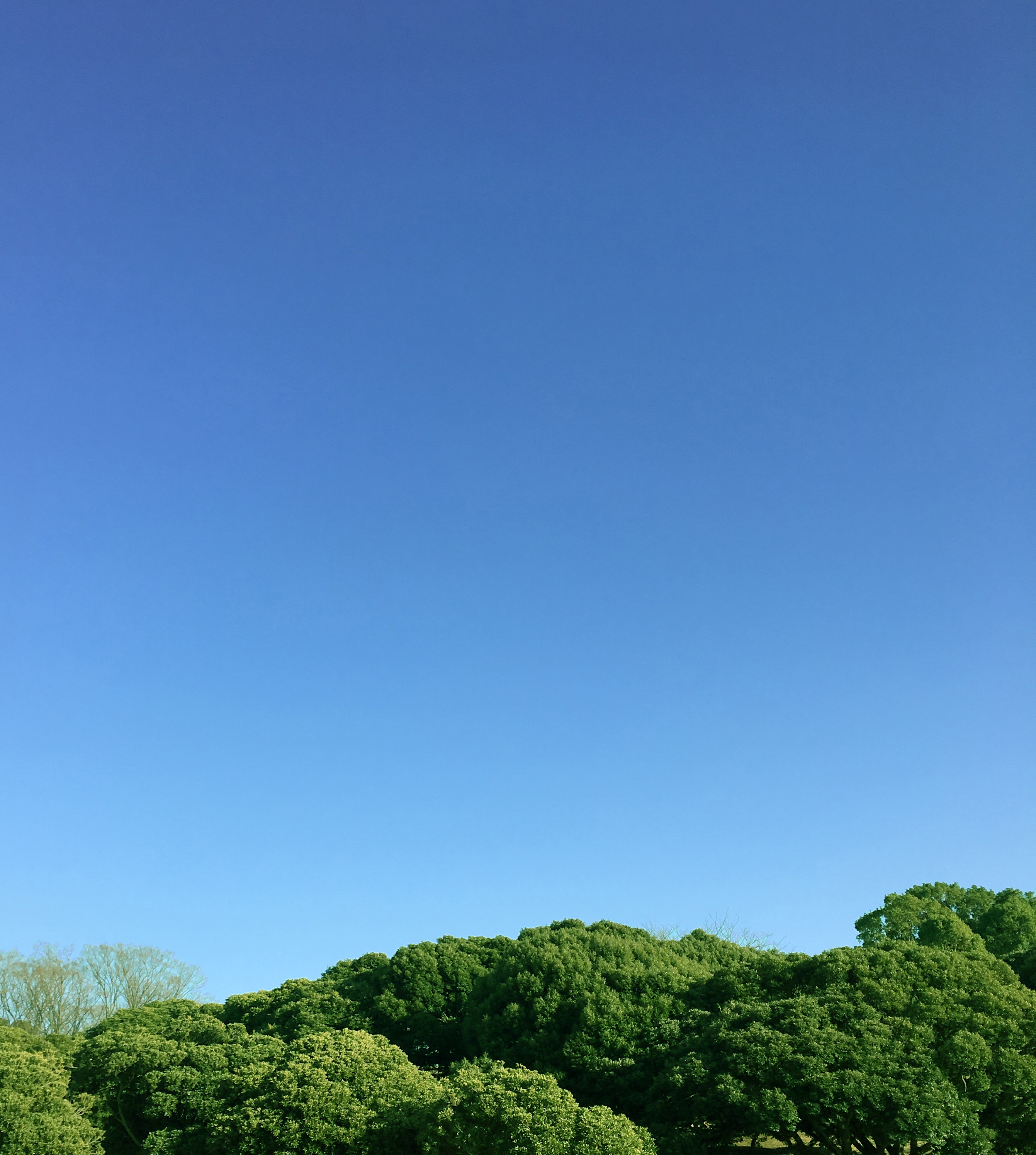 りんご株式会社