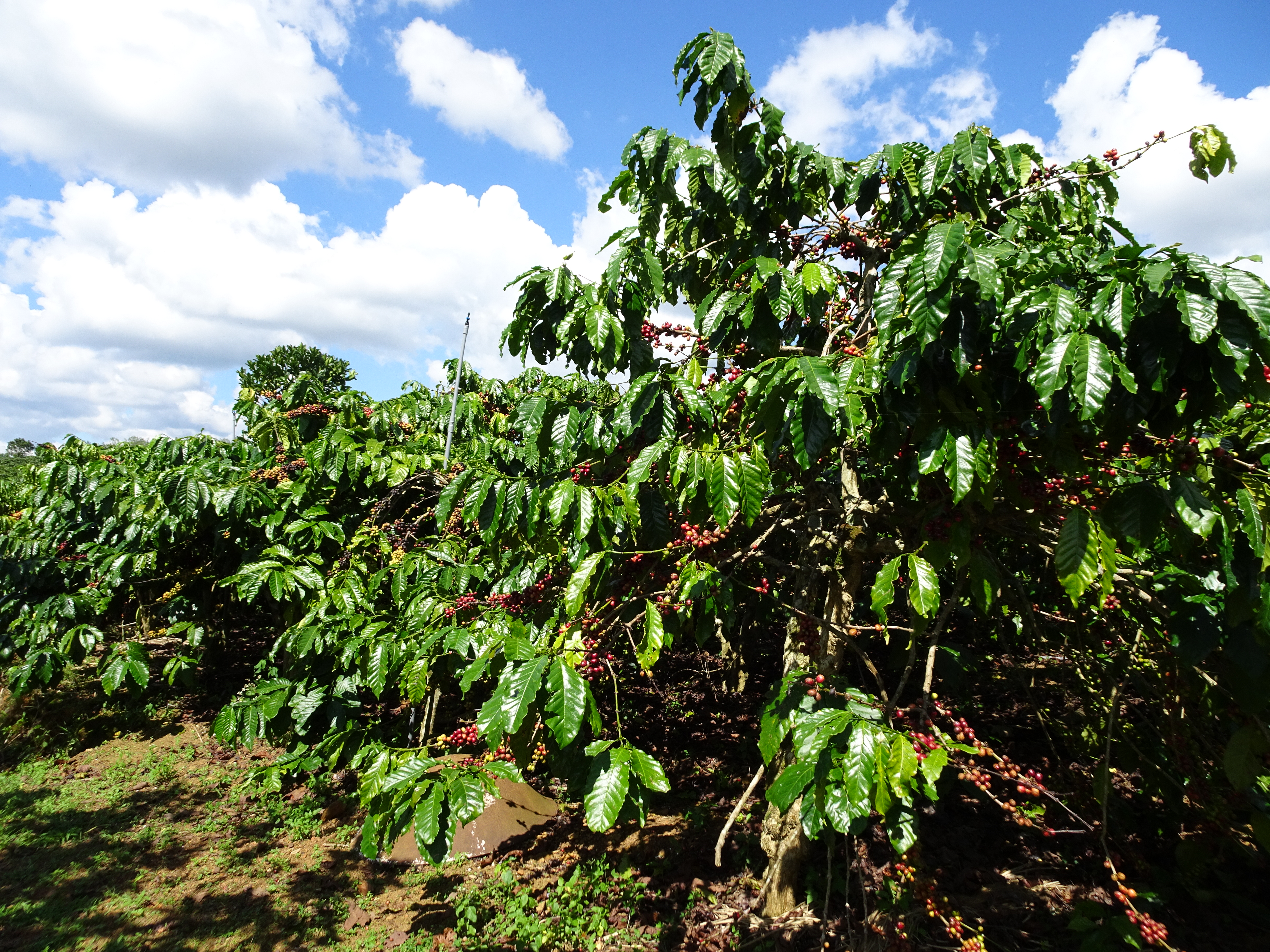 Garden Coffee