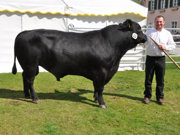 Dritter Platz, Angus Stier, Tenor von Tannhof