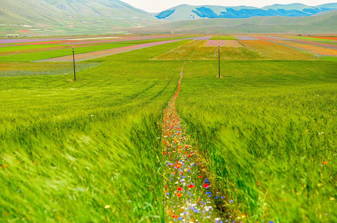 sentiero di fiori - monti Sibillini
