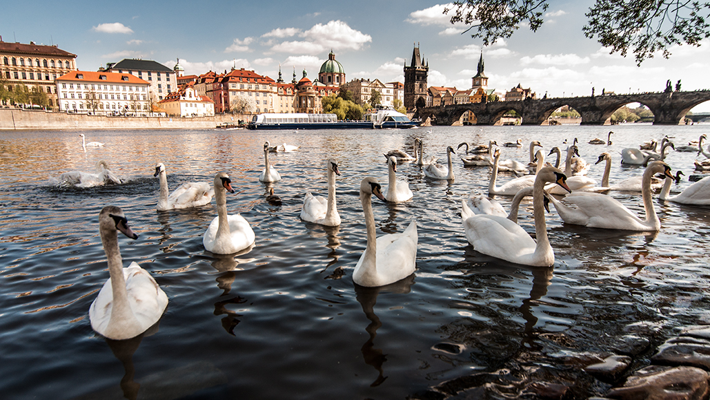 cigni - Praga