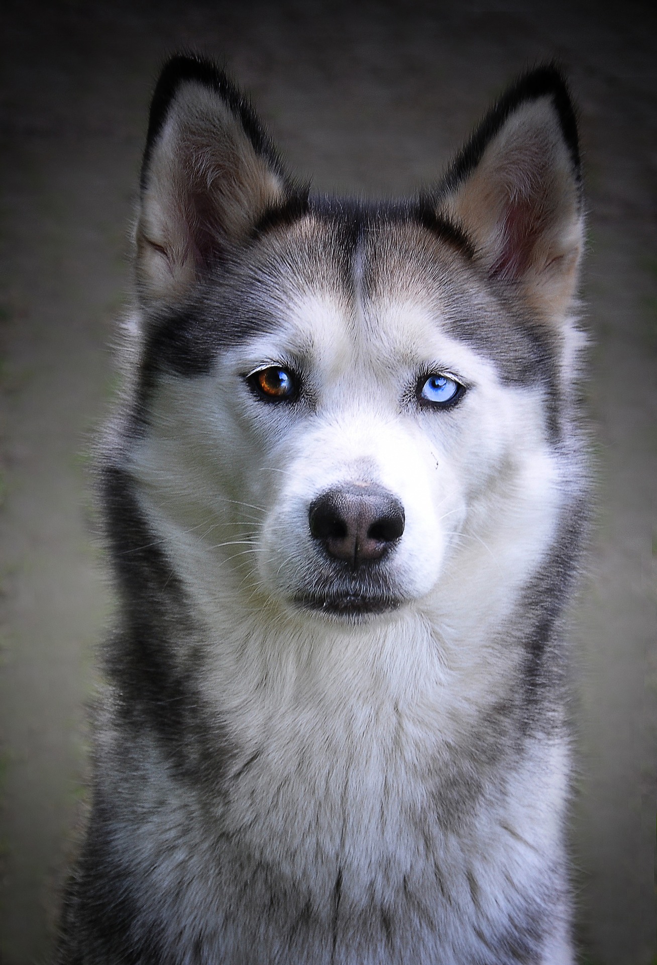 Hunde Pflege Spiele Hunde Pflege Spiele