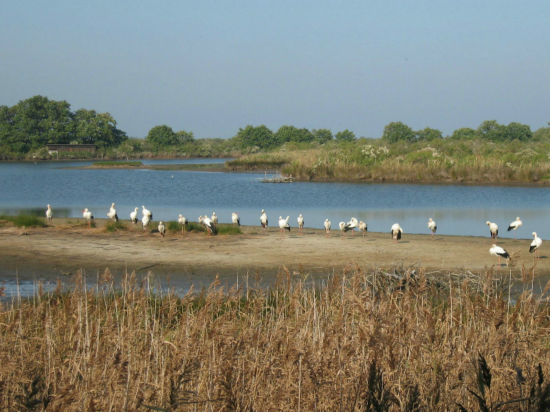 Cigognes dans la réserve ornithologique du Teich, sur le Bassin d'Arcachon