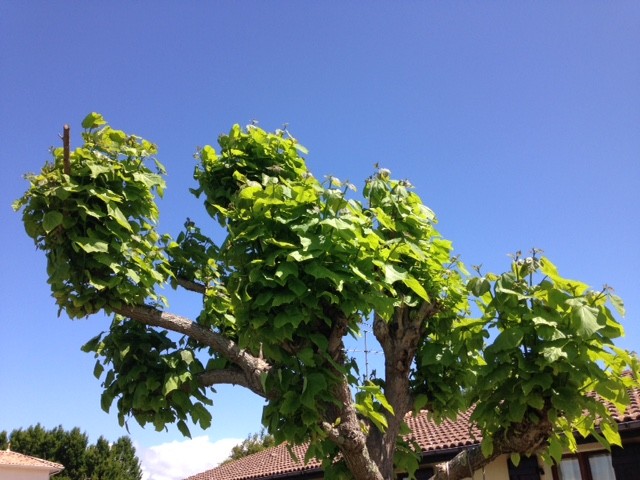 Le Catalpa en mai, du gite  "Vacances sous le Catalpa" au Teich sur le Bassin d'Arcachon