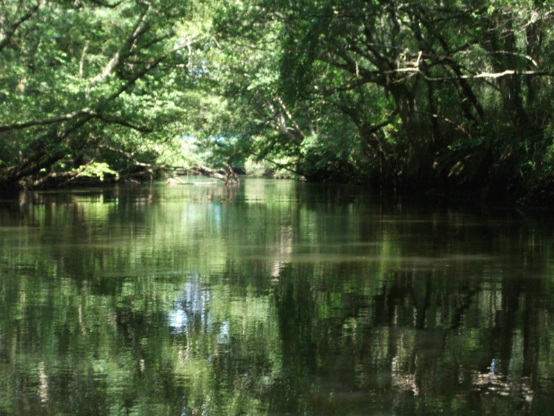 La forêt galerie de la Leyre, fleuve qui se jette dans le bassin d'Arcachon, , près du Teich