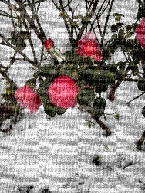 Blühende Rosen im Dezemberschnee