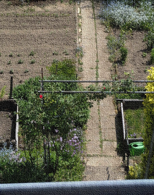  Erste rote Blüte am Rosenstrauch als Blickfang