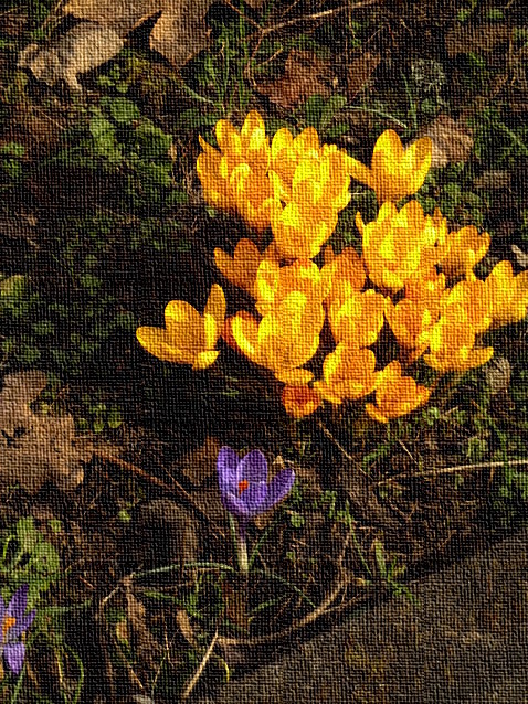 Gelbe Krokus-Blueten hinter blauem Krokus