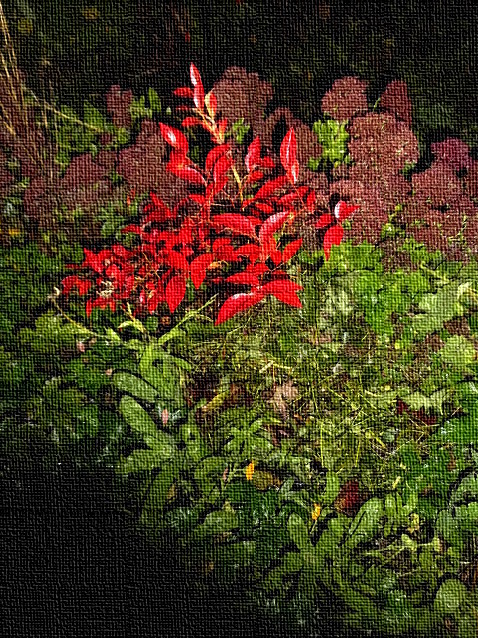 Rote Blaubeerenblätter im Herbstgarten