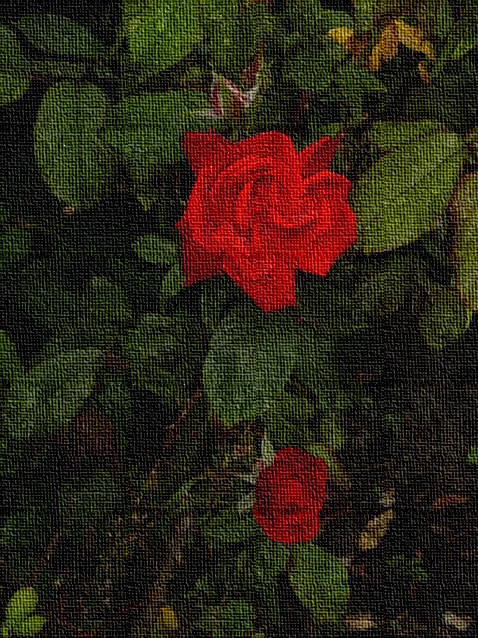 2 rote Rosen vor grünen Rosenblättern und Blütenknospe