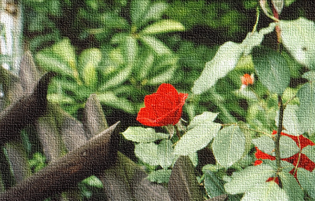 Rote Rose blickt über Jägerzaun hinaus