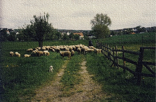Lamm bleibt hinter weiterziehender Herde zurück, dem Mutterschaf aber nicht gleichgültig