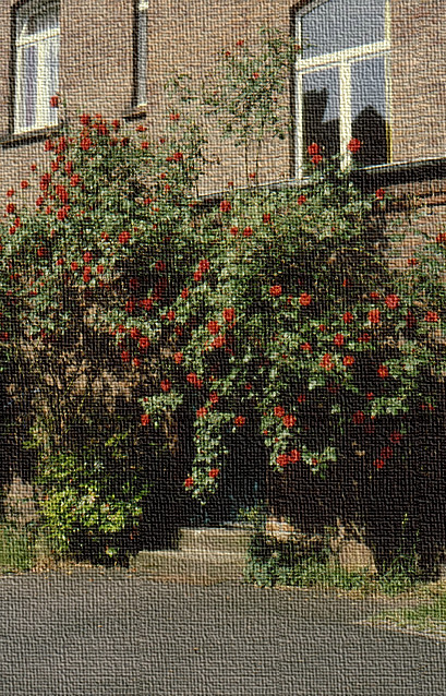 Treppenstufen zu einer hinter einem blühenden Rosenstrauch verborgenen Hintertür