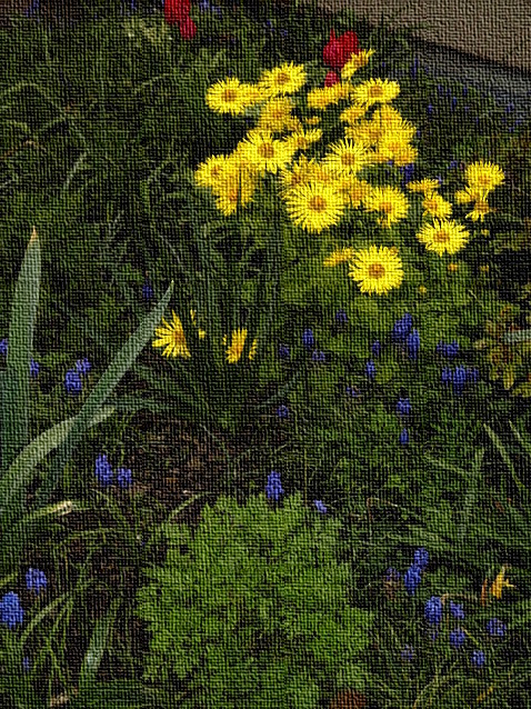 Gelber Gemswurz zwischen roten Tulpen und blauen Traubenhyazinthen