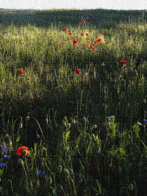 Mohnblüten im reifenden Gerstenfeld am Juniabend