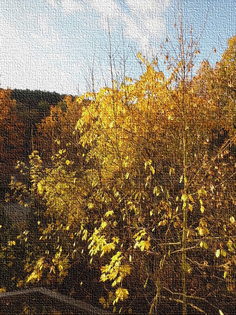 Durch die Sonne vergoldetes Faulbaumlaub mit Ahornblättern
