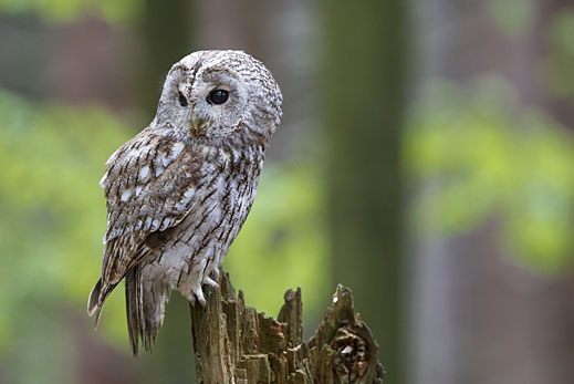 In der Nacht kann man öfters den Waldkauz rufen hören. © NABU/Marcus Bosch