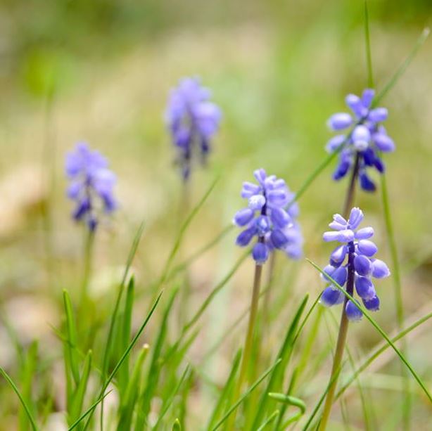 熱刺 - 俺流!鶏のレバ刺し（低温加熱） by おみつさん2 【クック ...