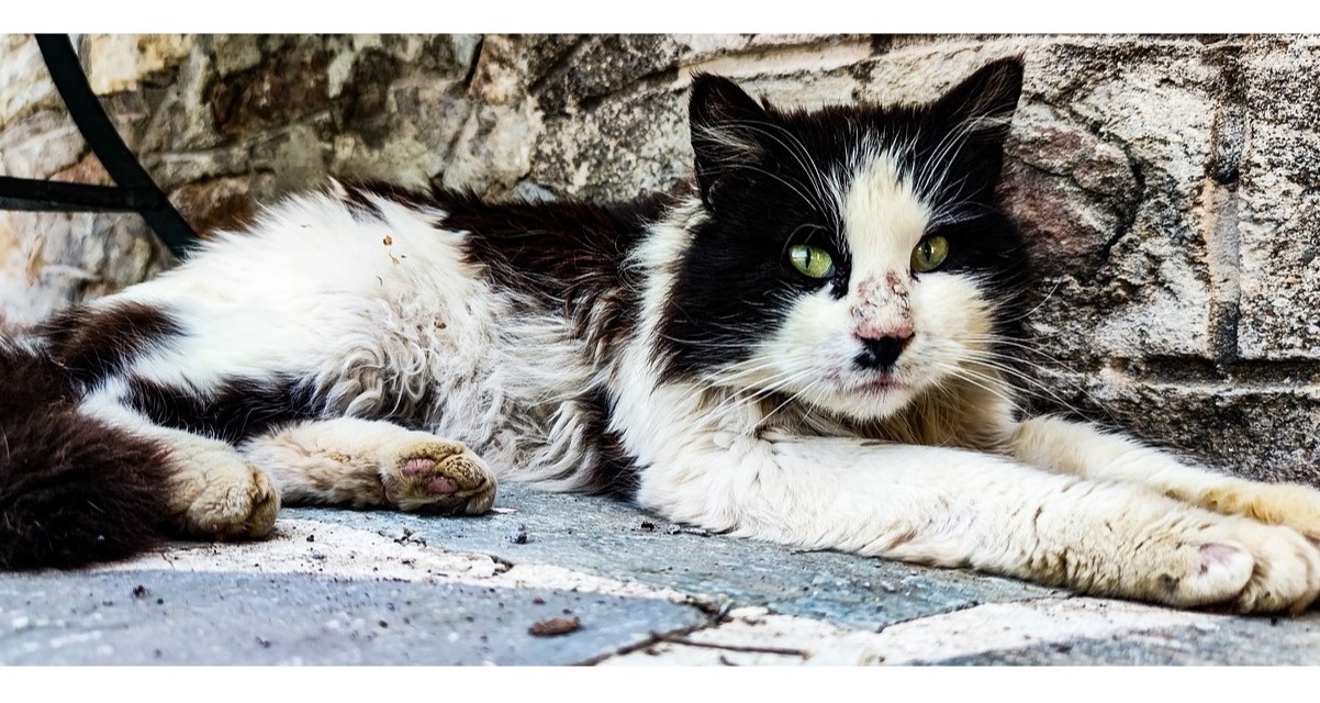 Das Leid der Straßenkatzen | Tierschutzverein Rottweil und Umgebung e.V.