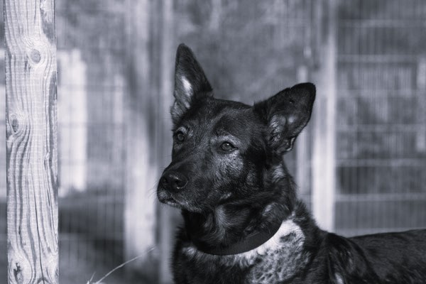 Tumor bei Tierheim-Hund - In Gedenken an unseren Bob | Rottweil