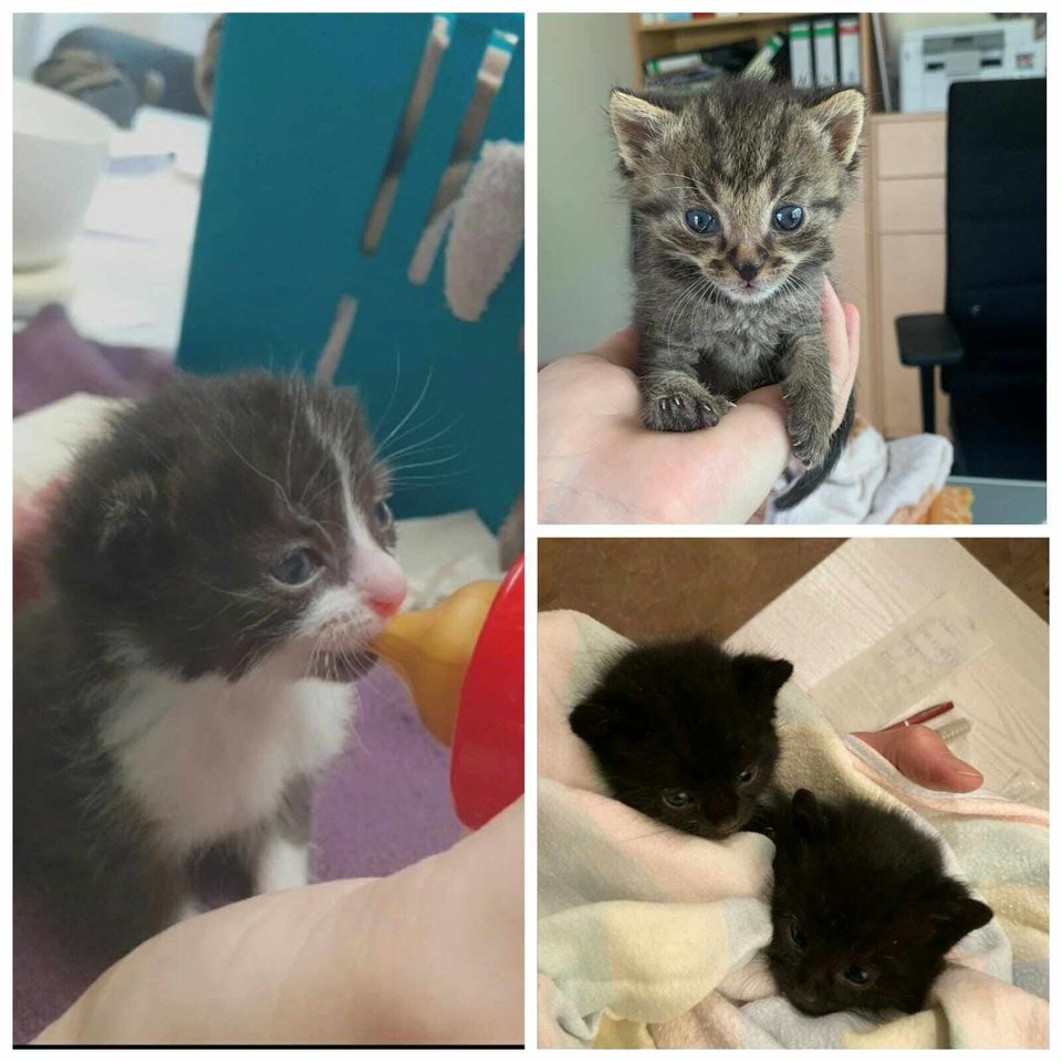 Ein aufregendes Jahr geht zu Ende im Tierheim Rottweil