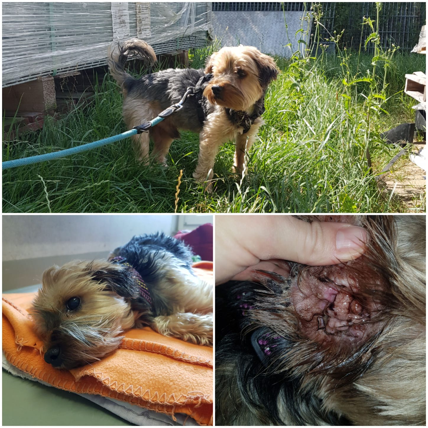 OP für Yorkshire Terrier Amigo im Tierheim Rottweil