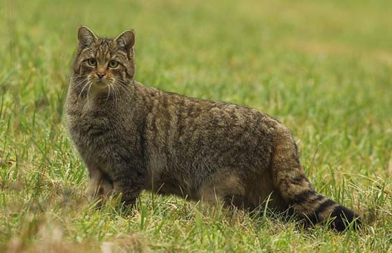 Dem Tierfotografen Hartmut Knöffel gelang die vorliegende Aufnahme einer Wildkatze in freier Wildbahn