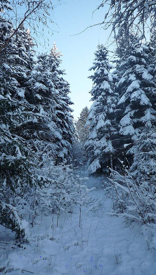 Verschneites Nitzbachtal bei Boos