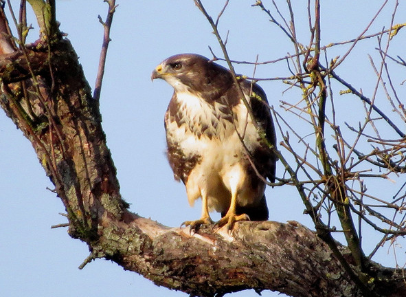 Mäusebussard