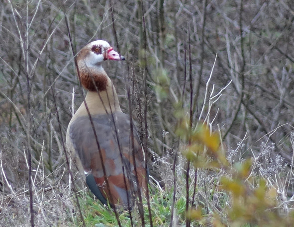 Wachsame Nilgans auf einem hoch über dem Elzbach gelegenen Felssporn