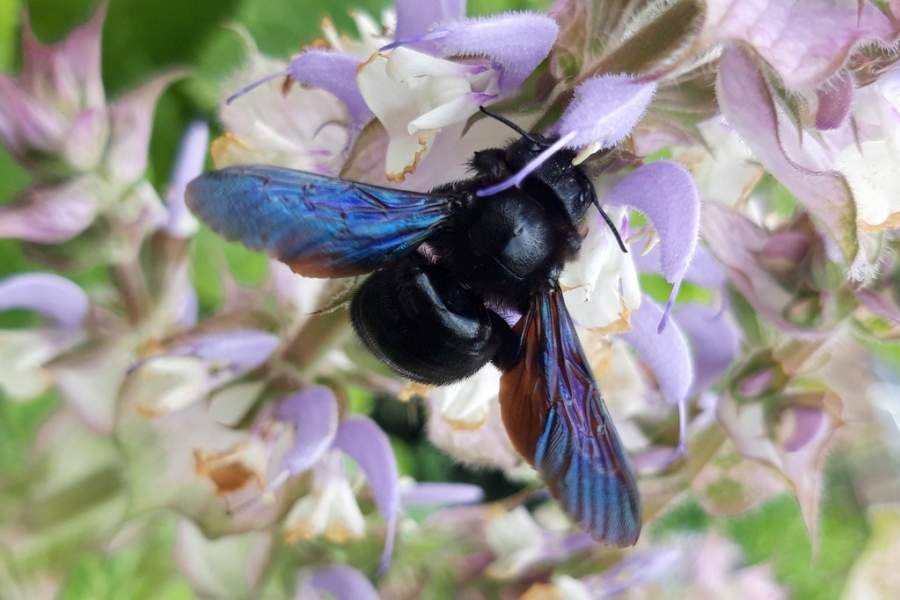 Blaue Holzbiene - Bild: Elke Marciniak