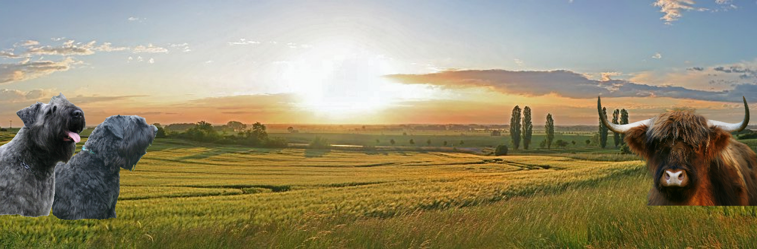 Über uns wunschbouviers Webseite!