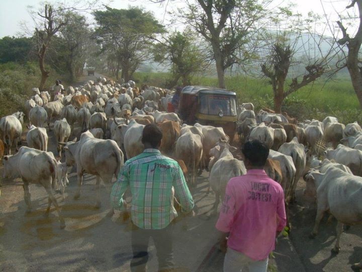 Zébus - Inde 2011