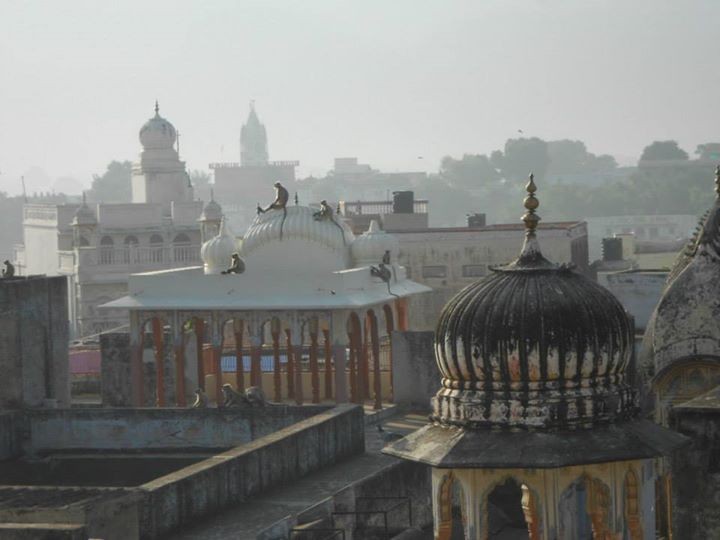 Monkey temple - Inde 2012