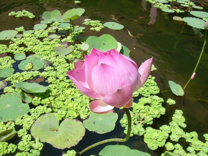 "Bouffeur de Lotus" - Asie 2008