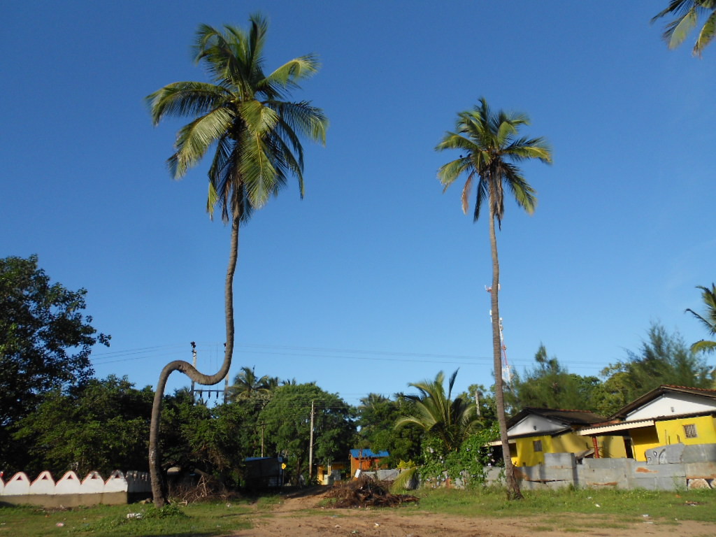"N" - Trincomalee - Sri Lanka 2015